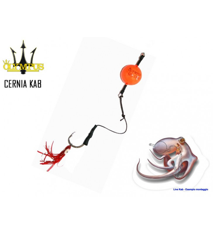 CERNIA KAB OLYMPUS