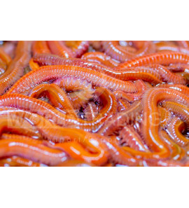 LIVE BAIT KOREAN MAXI RED DRAGON