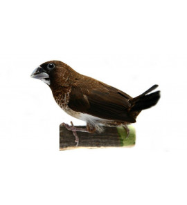 JAPAN SPARROW