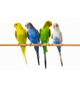 parakeets