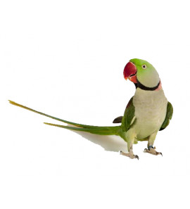 PARROCCHETTO DAL COLLARE