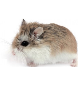 ROBOROVSKY HAMSTER PHODOPHUS ROBOROWSCHY