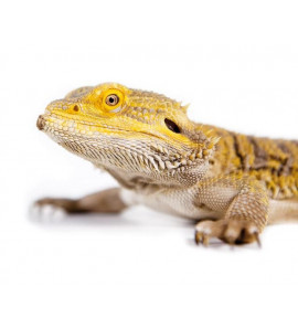 POGONA DRAGO BARBUTO