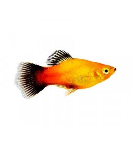 RED PLATY