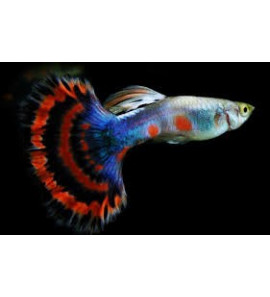 MALE GUPPY POECILIA