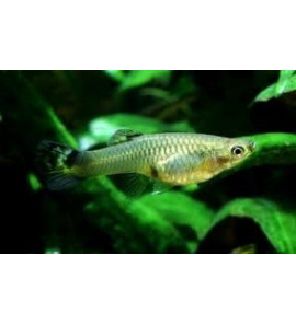 POECILIA GUPPY FEMALE