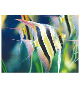 SMALL SCALAR PTEROPHYLLUM