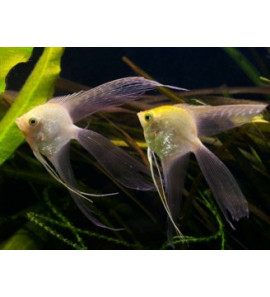 PTEROPHYLLUM SCALARE PINNA A VELO