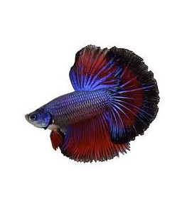 BETTA SPLENDENS MASCHIO