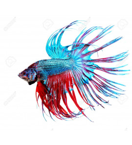 BETTA SPLENDENS MASCHIO CORONA