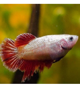 BETTA SPLENDENS FEMMINA