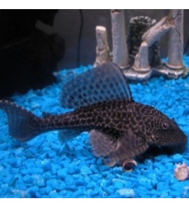 HYPOSTOSUM PLECOSTOMUS 6CM