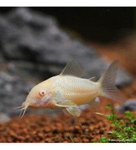 CORRIDORAS AENEUS ALBINO