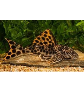 PLECOSTOMUS LEOPARD