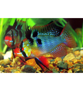 APISTOGRAMMA RAMIREZI