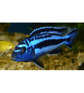 CICLIDE AFRICANO MELANOCHROMIS