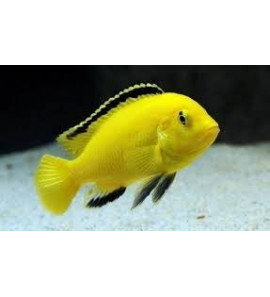 CICLIDE AFRICANO GIALLO LABIDOCHROMIS