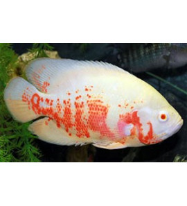 ASTRONOTUS ALBINO