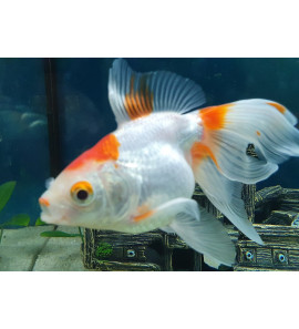 ORANDA BIANCO ROSSO 5/6CM