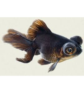 ORANDA BLACK MOOR 5/6CM