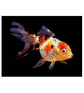 ORANDA CALICO 5/6CM