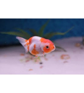 ORANDA RANCHU 6/8CM