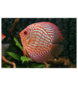 DISCUS ROSSO 6CM