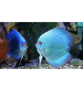 DISCUS BLU 6CM