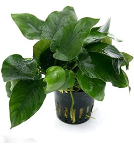 PLANT IN ANUBIAS BARTERI