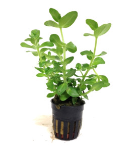 BACOPA CAROLINIANA POT PLANT