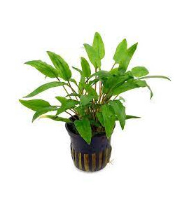 CRYPTOCORYNE WENDTII GREEN POT PLANT