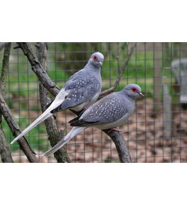 DIAMANTINA DOVE GEOPELIA CUNEATA