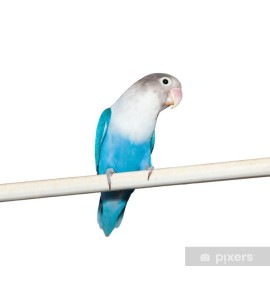 LOVEBIRDS BLUE ROSEICOLLIS