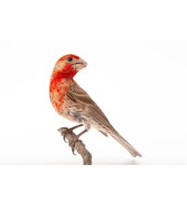 MEXICAN HAEMORHOUS CANARY