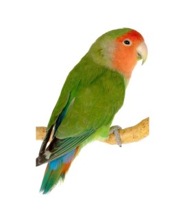 INSEPARABILI ROSEICOLLIS FACCIA ROSSA