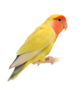 INSEPARABILI ROSEICOLLIS LUTINO GIALLO