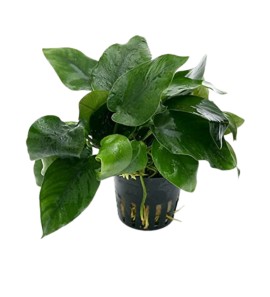 Anubias Barteri Potted Plant