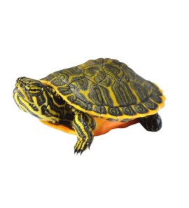 PSEUDEMYS NELSONI TURTLE